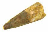 Fossil Spinosaurus Tooth - Real Dinosaur Tooth #354737-1